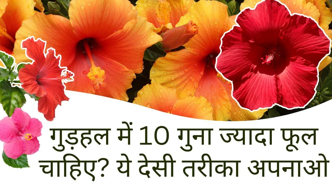 गुड़हल के लिए घरेलू खाद