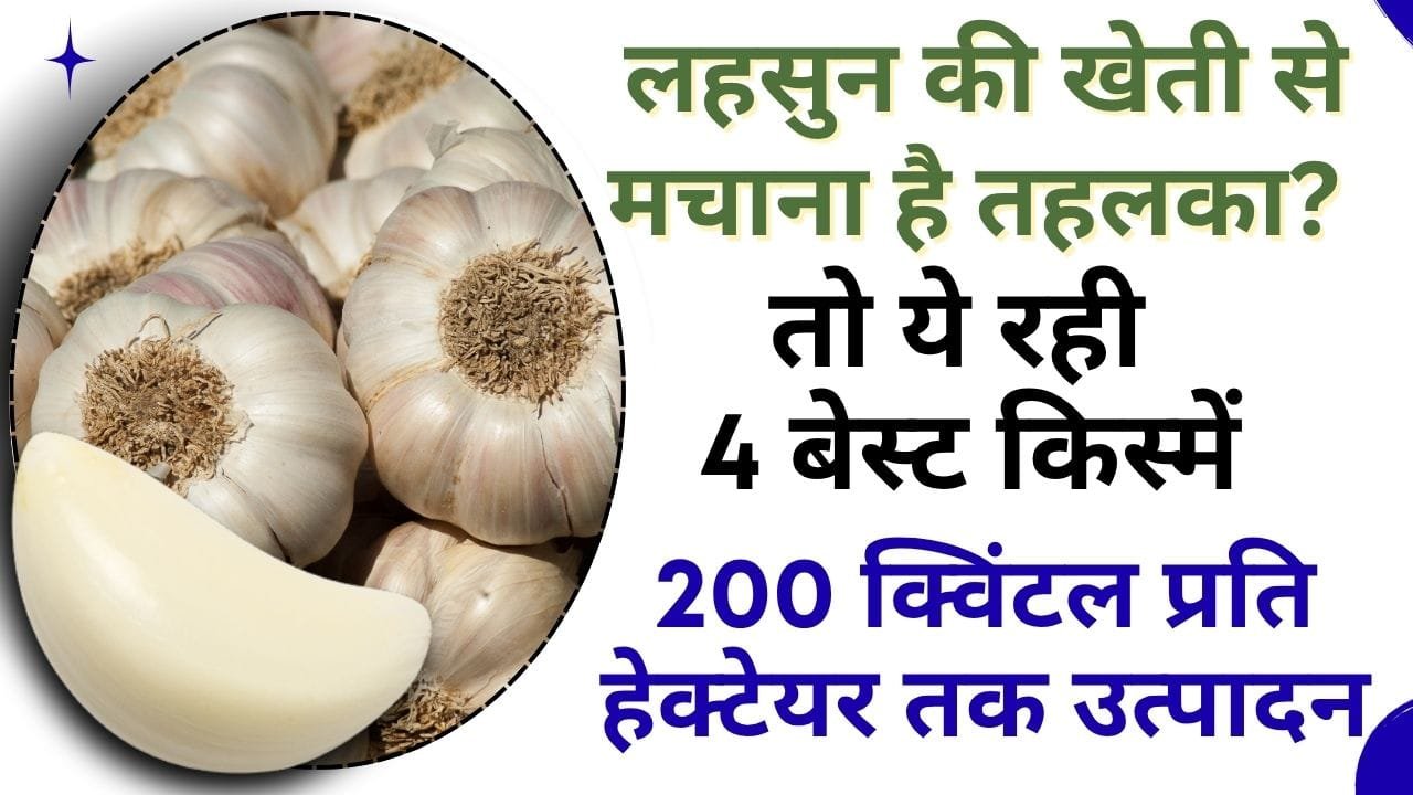 लहसुन की किस्म