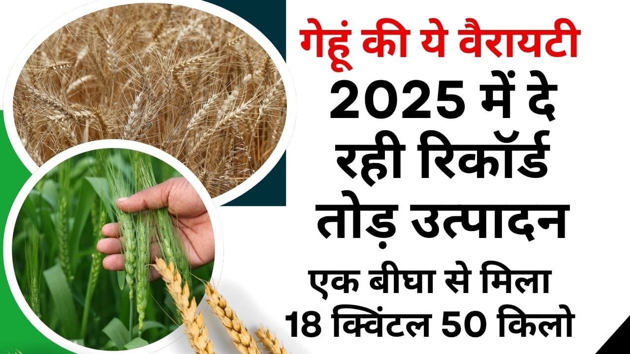 गेहूं की HD 3385 वैरायटी