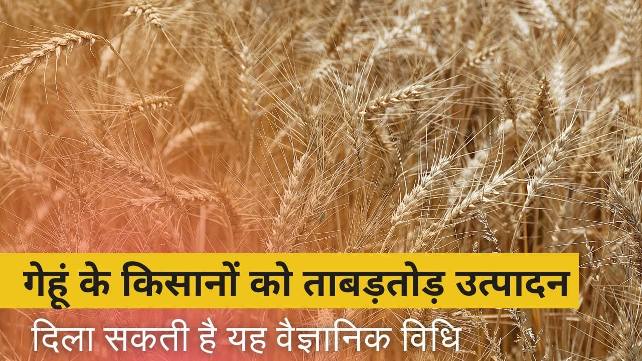 गेहूं की बुवाई के समय कौन-सी खाद डालें