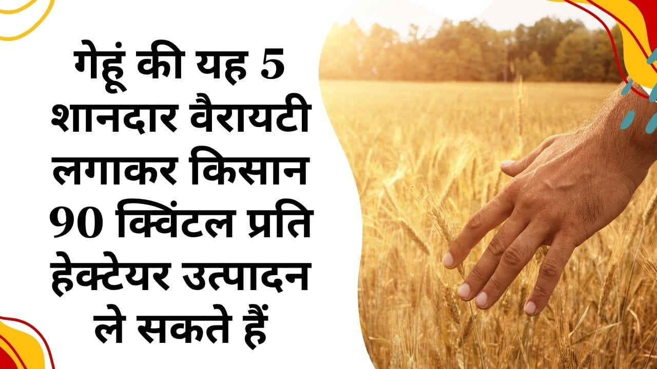 गेहूं की ज्यादा उत्पादन देने वाली किस्में