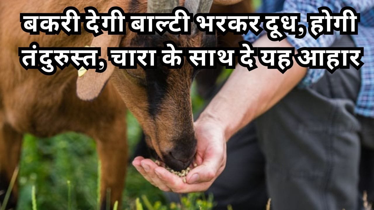 बकरियों को यह चीजें खिलाकर बढ़ा सकते हैं दूध की मात्रा