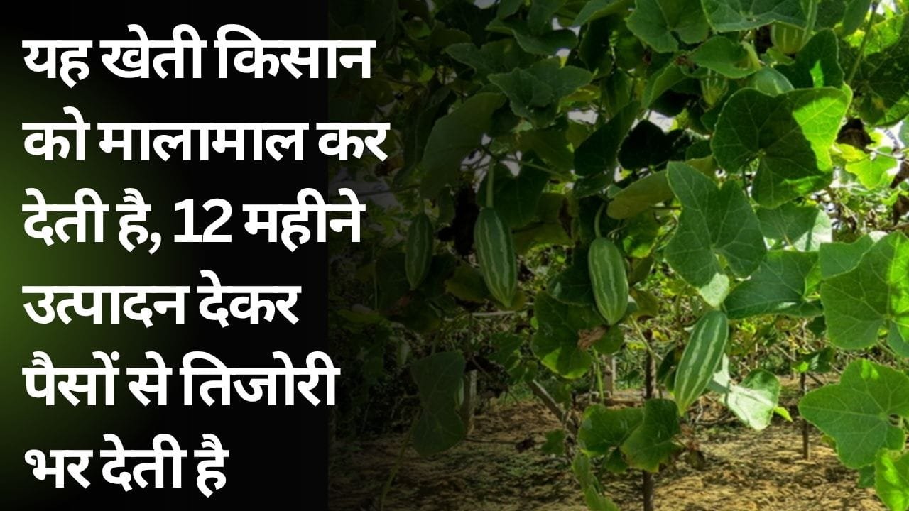 कुंदरू की खेती में उत्पादन और कमाई