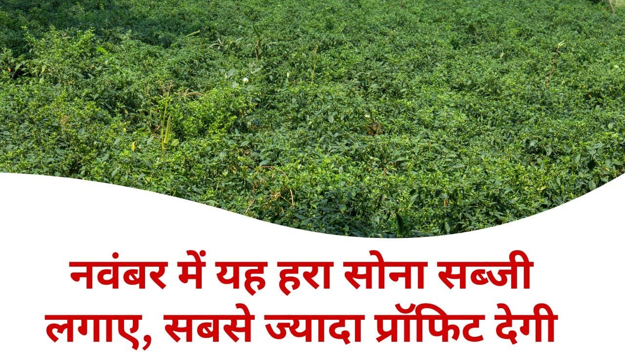नवंबर में कौन सी सब्जी सबसे ज्यादा मुनाफा देगी?