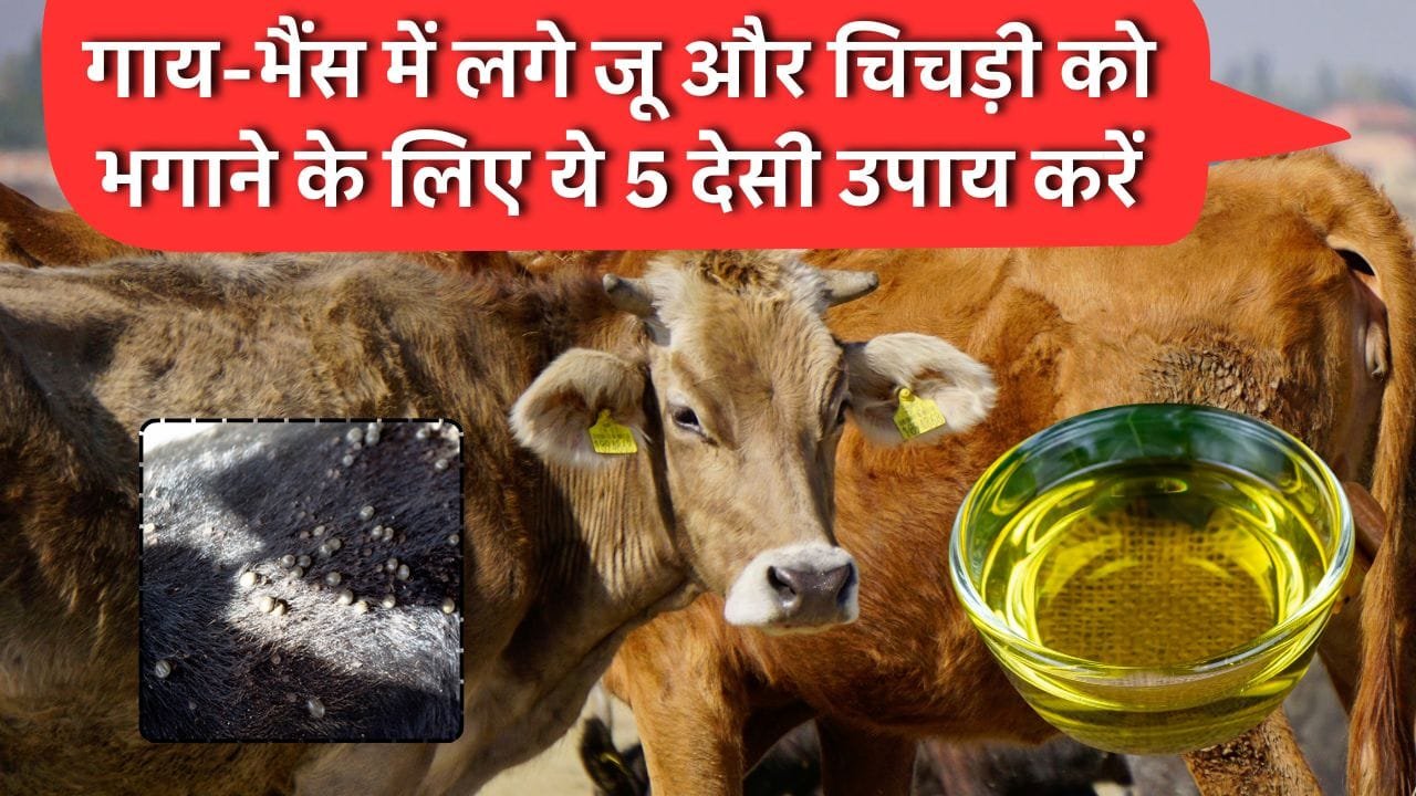 गाय-भैंस में जू और चिचड़ी की समस्या