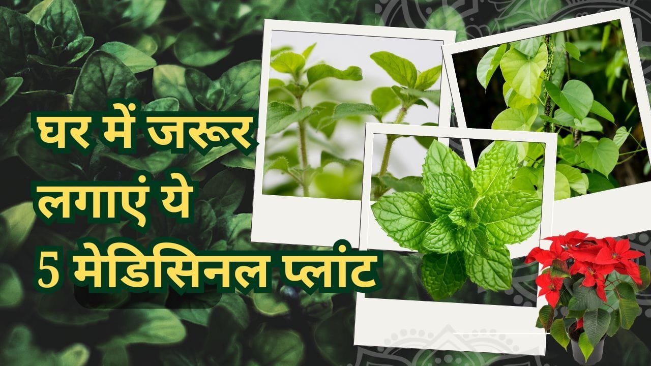 कौन से मेडिसिनल प्लांट घर में लगाएं