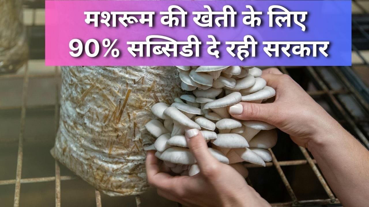 बिहार राज्य सरकार द्वारा मशरूम की खेती पर भारी अनुदान दिया जा रहा है
