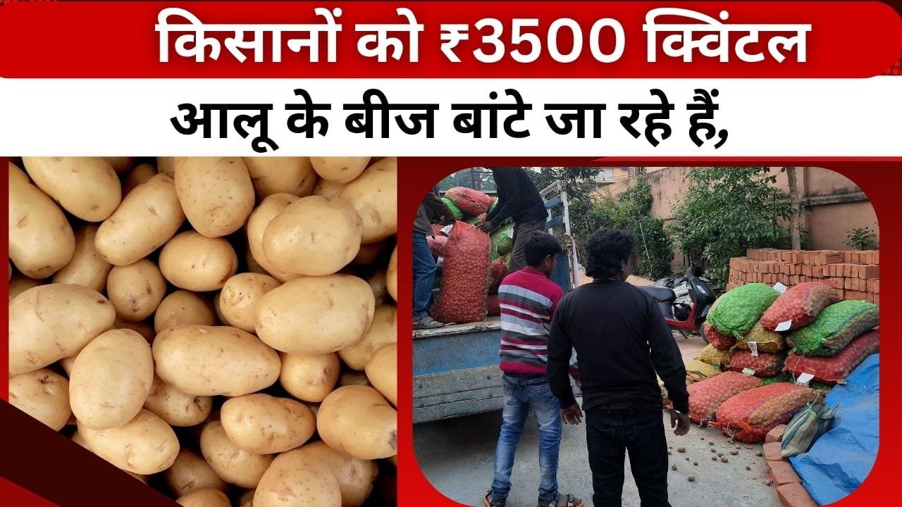 आलू के बीजों का वितरण