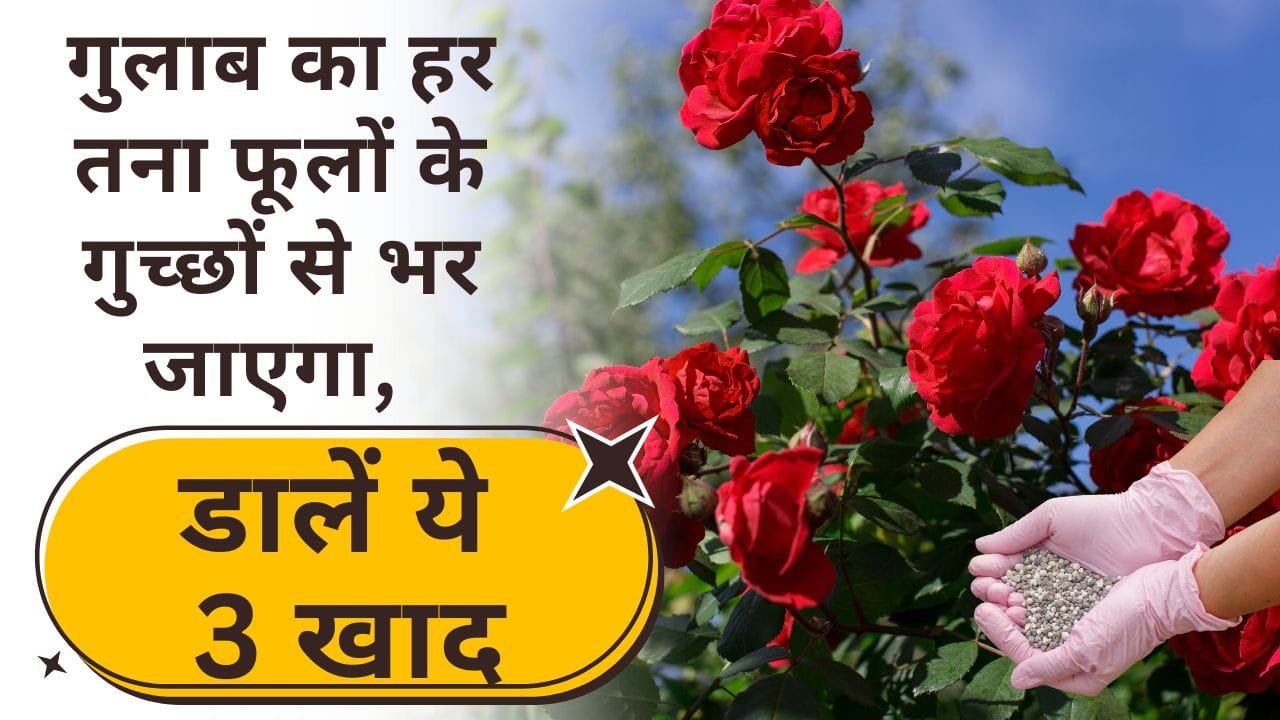 गुलाब की कटाई-छंटाई कब करें