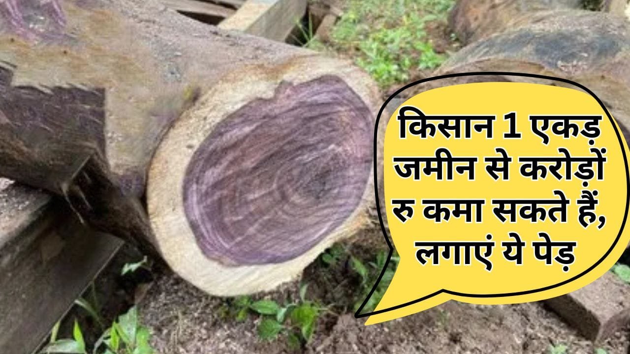 किस पेड़ की खेती किसानों को करोड़पति बना देगी