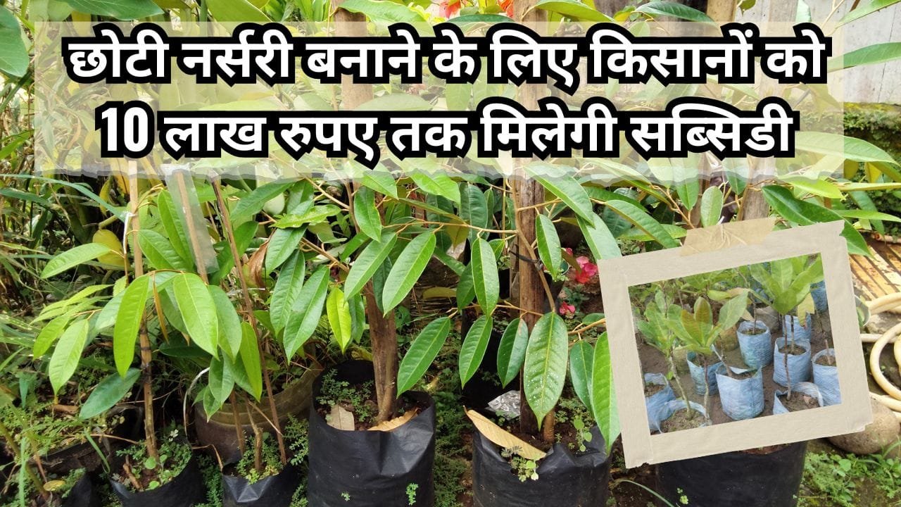 छोटी नर्सरी बनाने के लिए 50% सब्सिडी