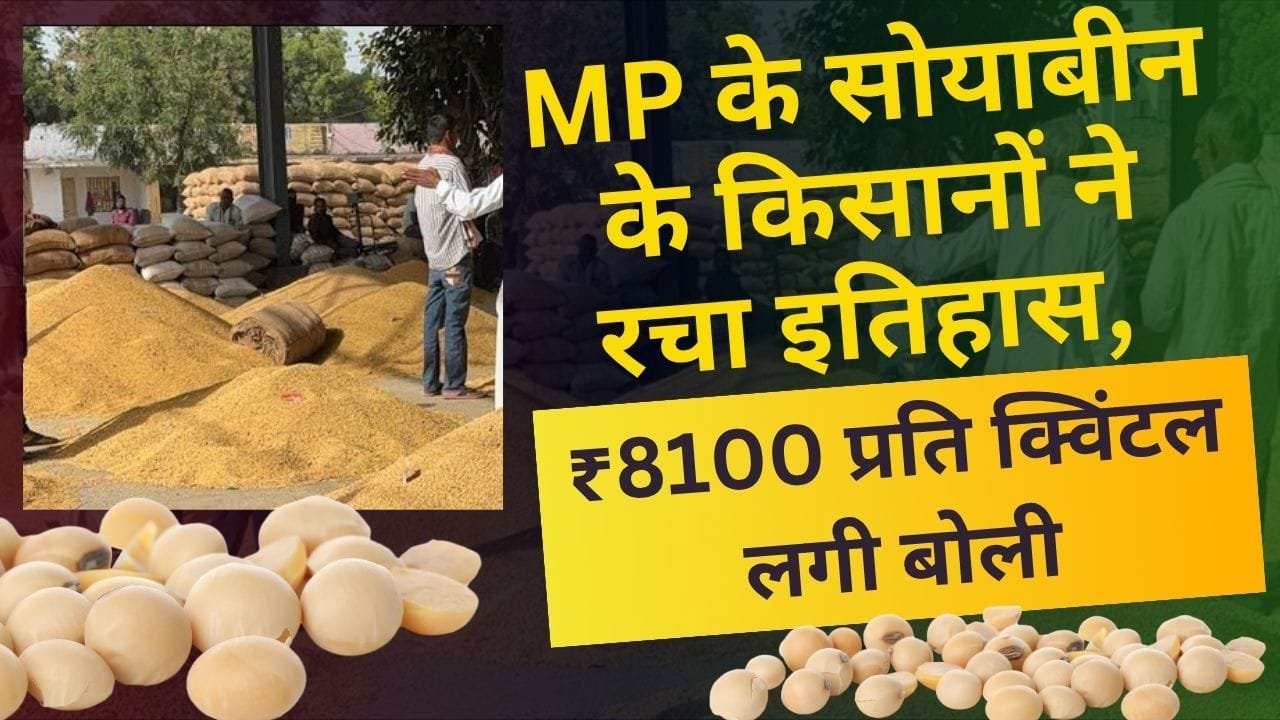 MP में सोयाबीन ₹8100 प्रति क्विंटल बिका