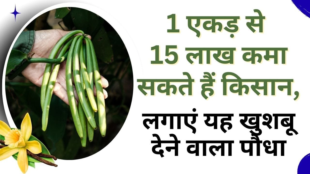 वनीला की खेती
