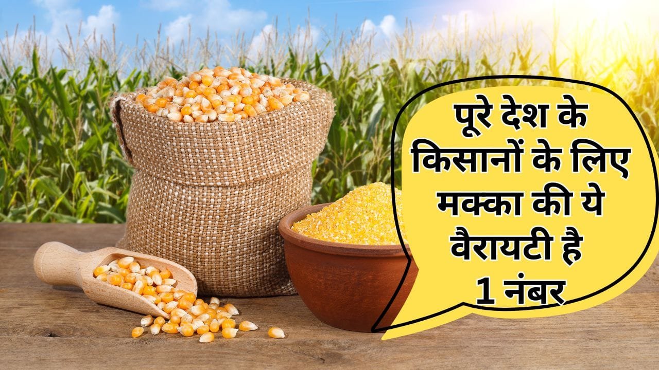 मक्का की वैरायटी