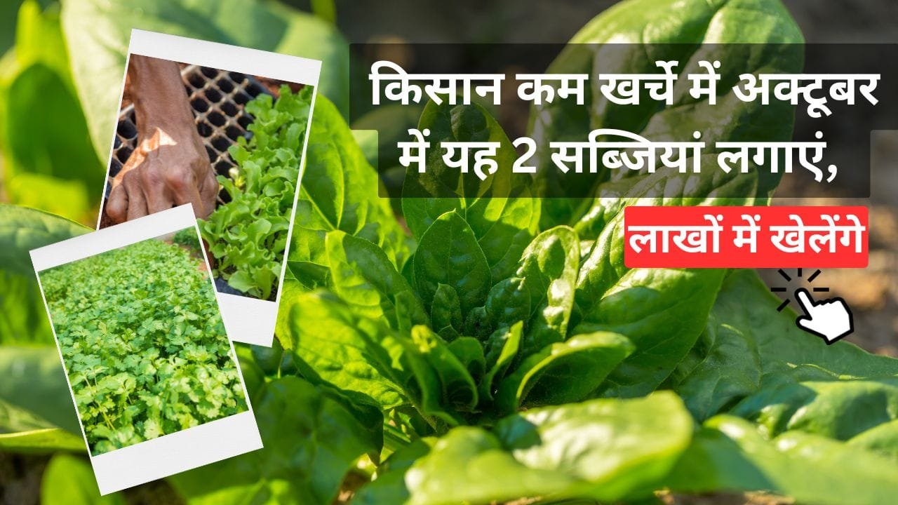 छोटी अवधि की कम खर्चीली फसल कौन-सी है?