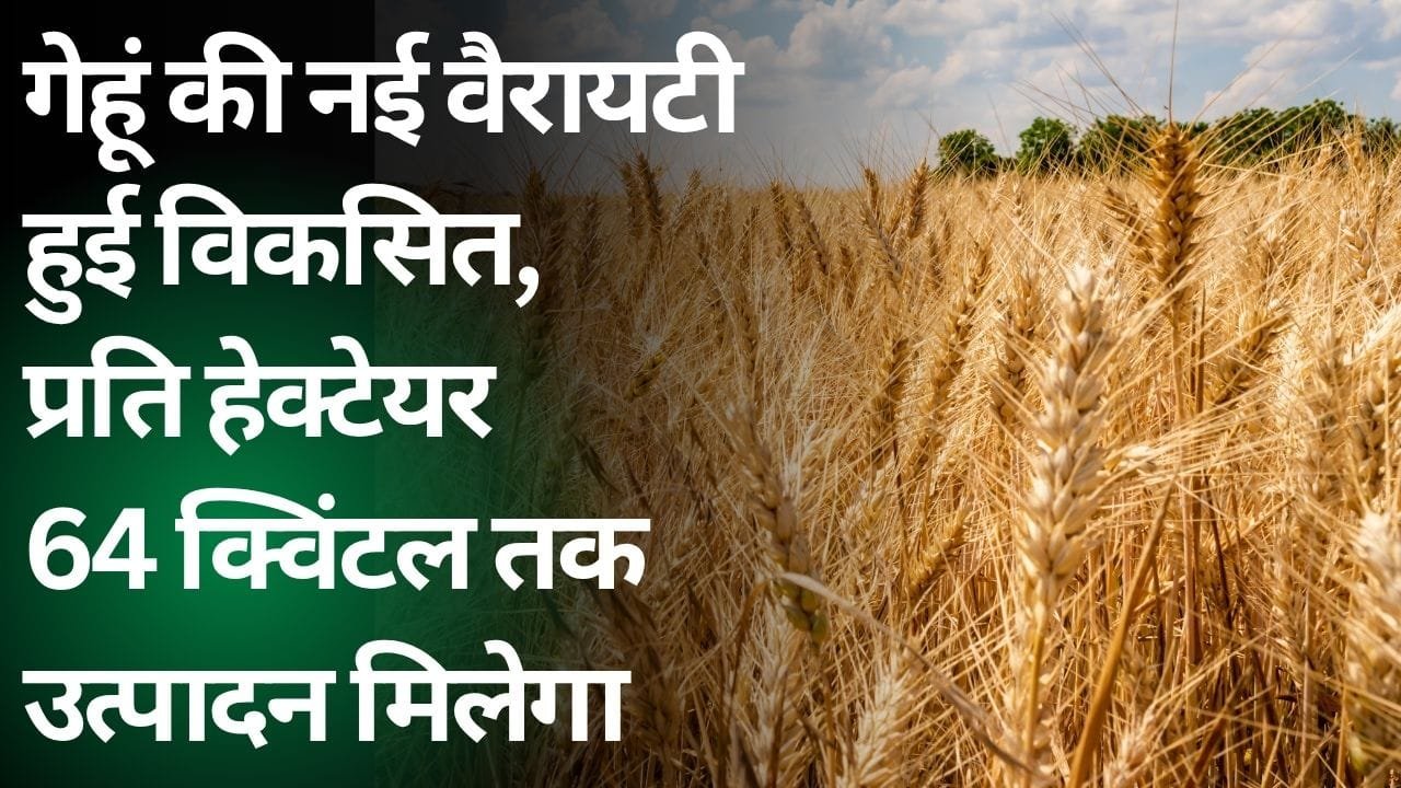 WH 1309 गेहूं की किस्म