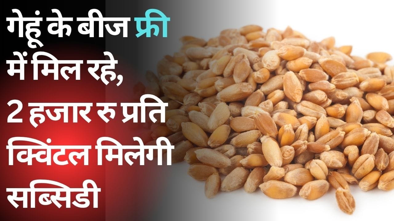 गेहूं के बीज मुफ्त में और गेहूं के बीजों पर सब्सिडी