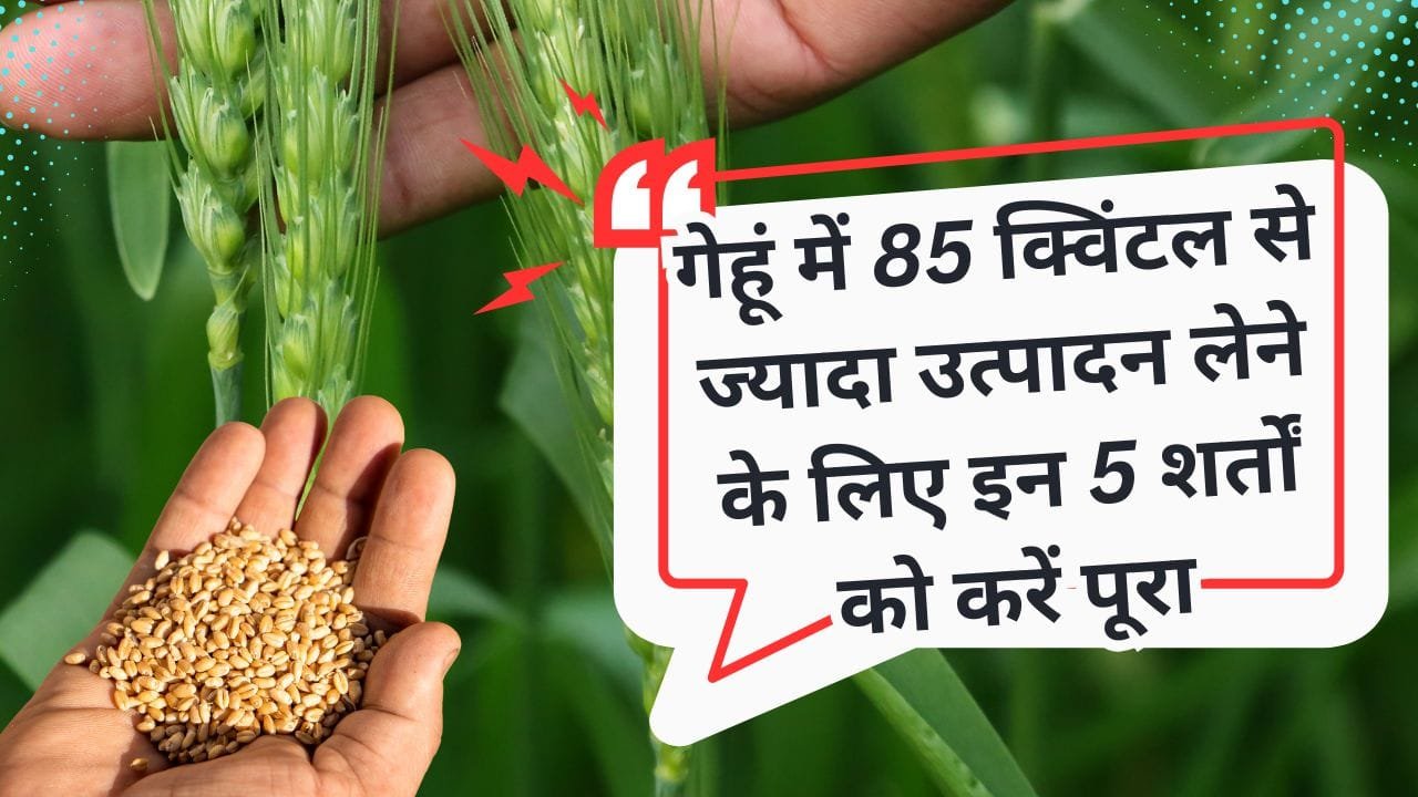 गेहूं की बुवाई का समय