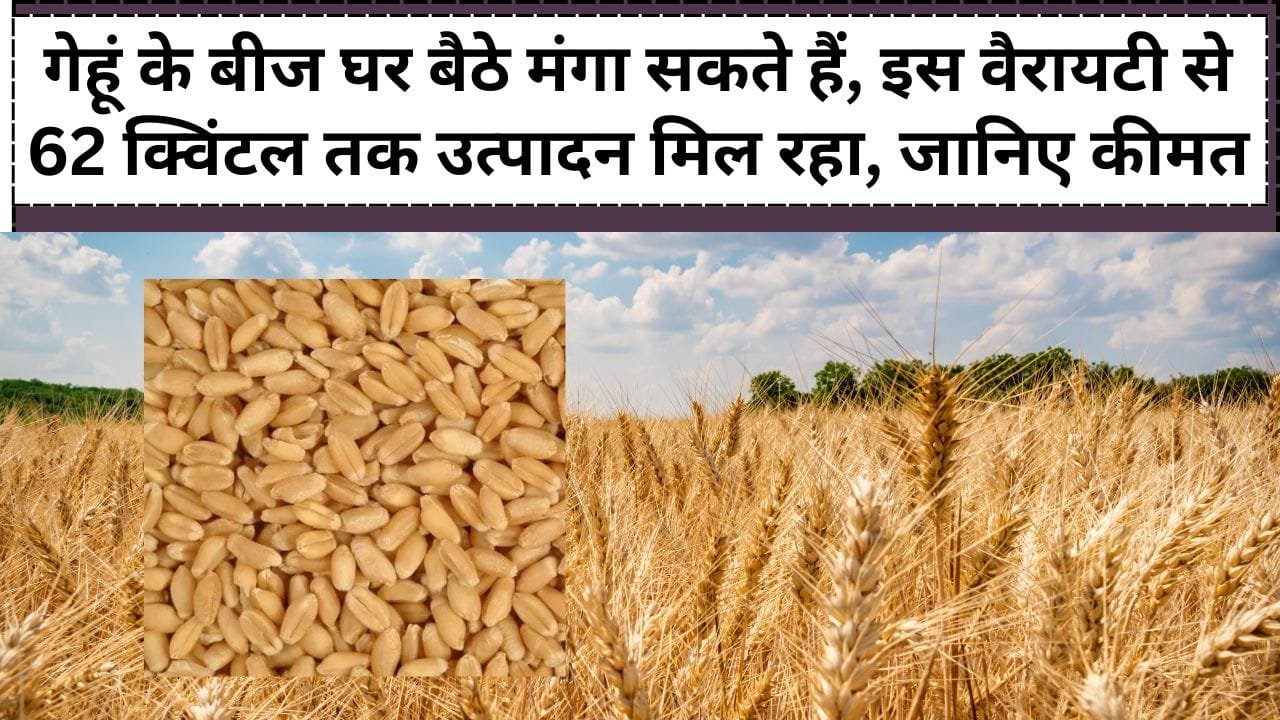 GW-451 गेहूं के बीज