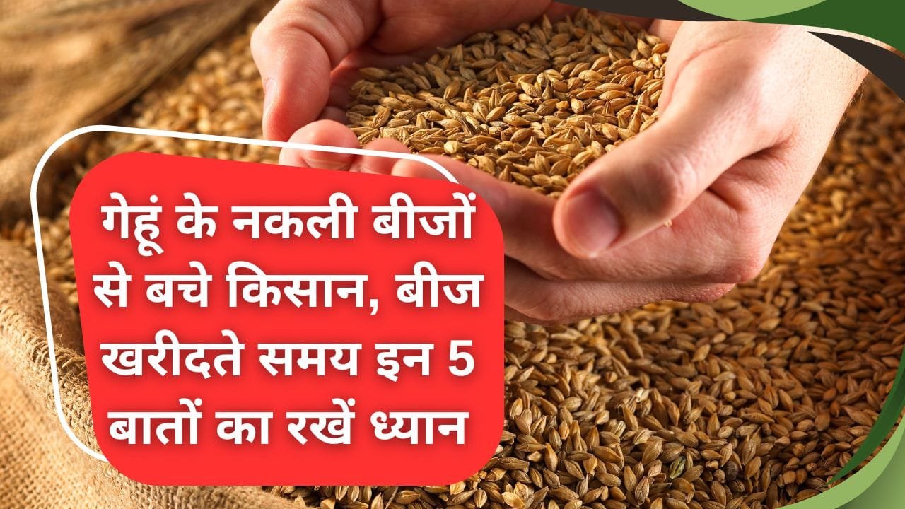 नकली बीज खरीदने से कैसे बचे किसान