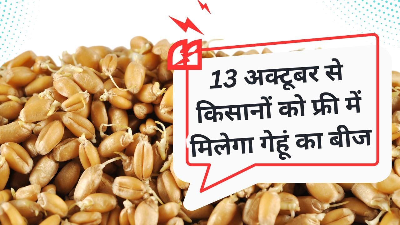 गेहूं के बीज फ्री