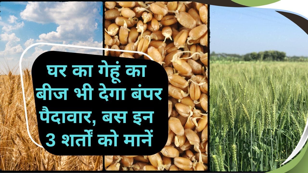 घर वाले गेहूं के बीजों की खेती
