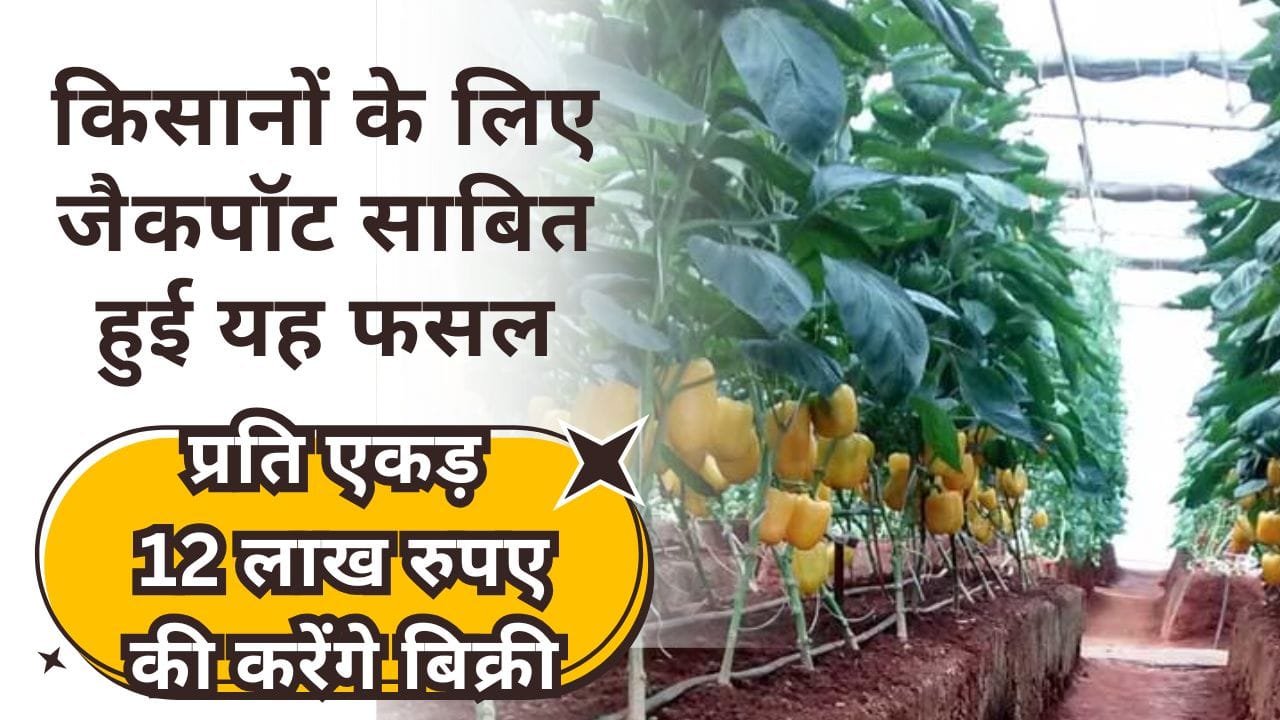 शिमला मिर्च की आधुनिक तरीके से खेती कैसे करें