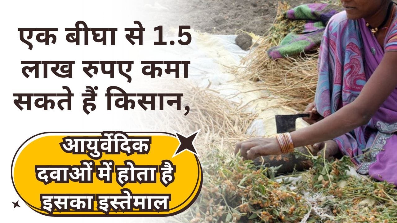 एक बीघा से लाखों रुपए कैसे कमाएं?