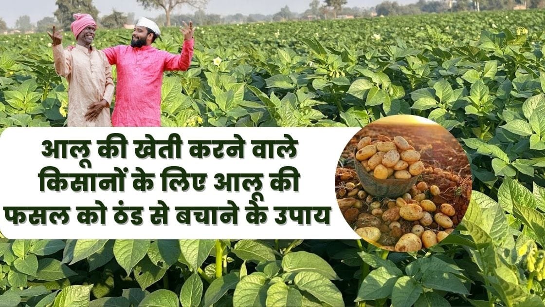 आलू की खेती