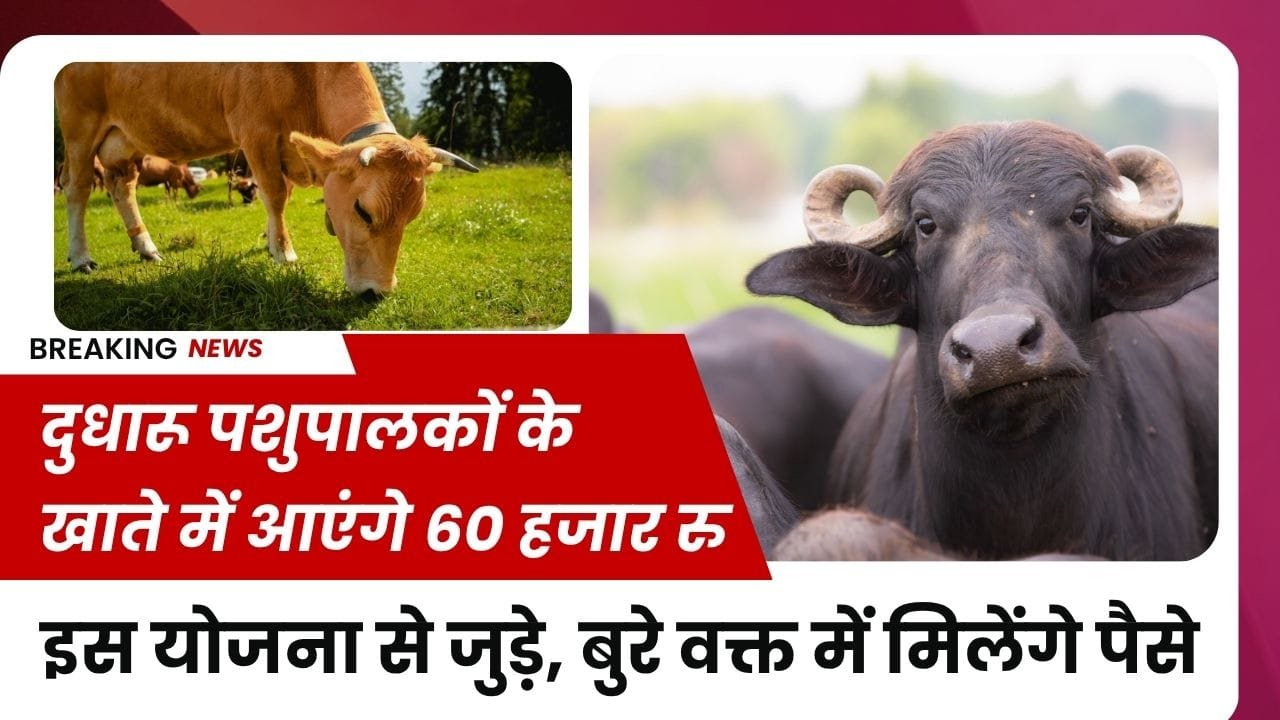 दुधारू पशुओं के लिए बीमा योजना