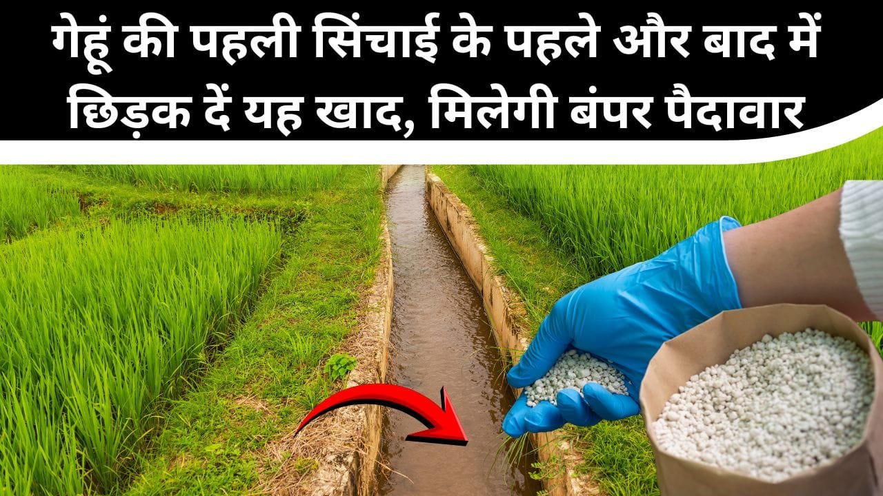 गेहूं की पहली सिंचाई के साथ कौन-सी खाद डालें?