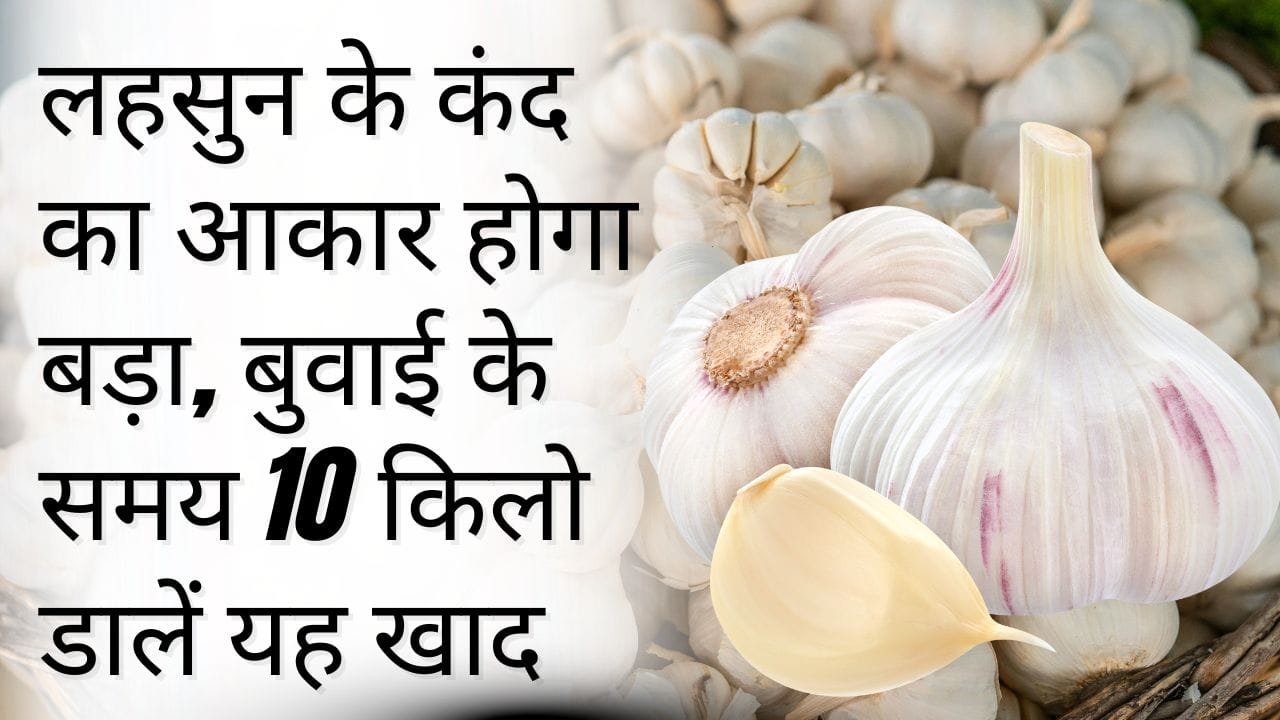 लहसुन की बुवाई के समय कौन-सी खाद डालें?