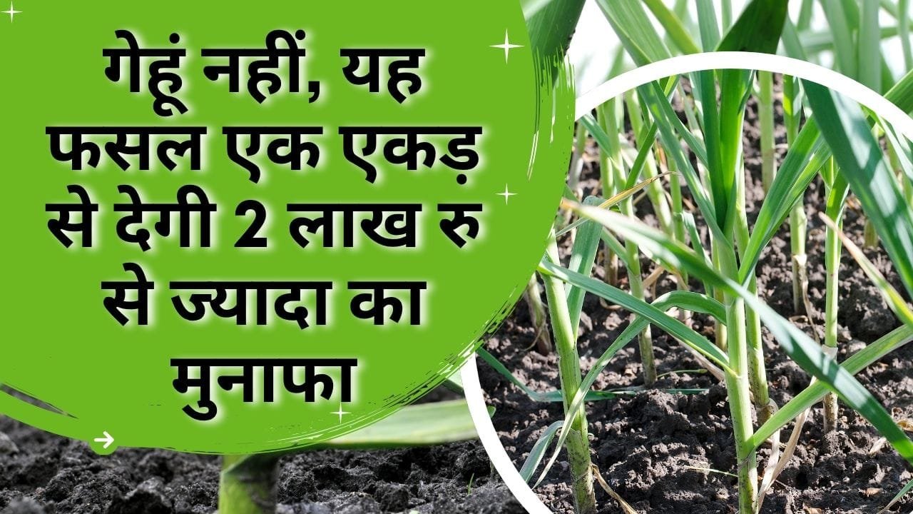 लहसुन की खेती में कमाई