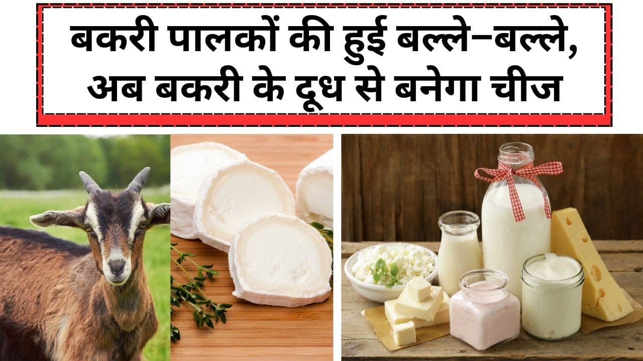 बकरी के दूध से कहां बन रहा है चीज़?