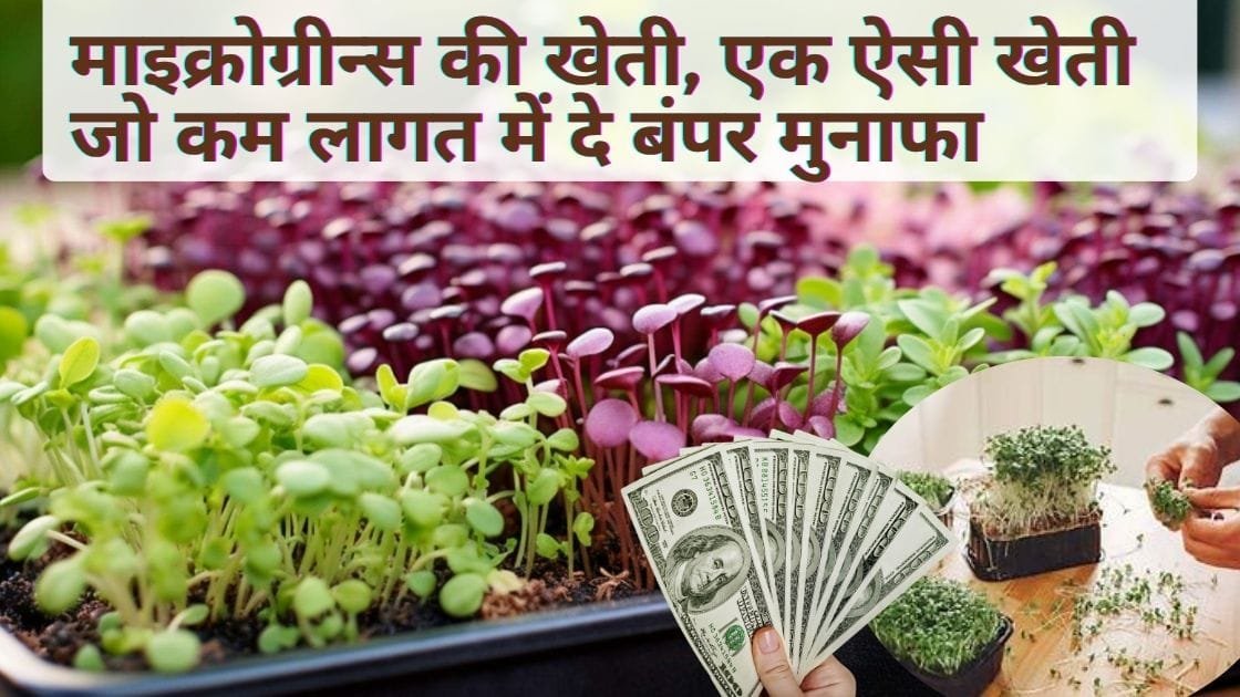 माइक्रोग्रीन्स की खेती