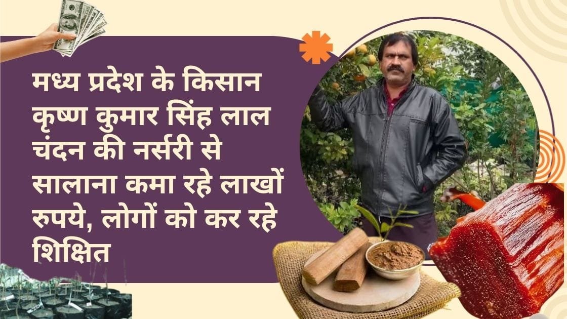 मप्र के किसान की चंदन की नर्सरी से सफलता की कहानी