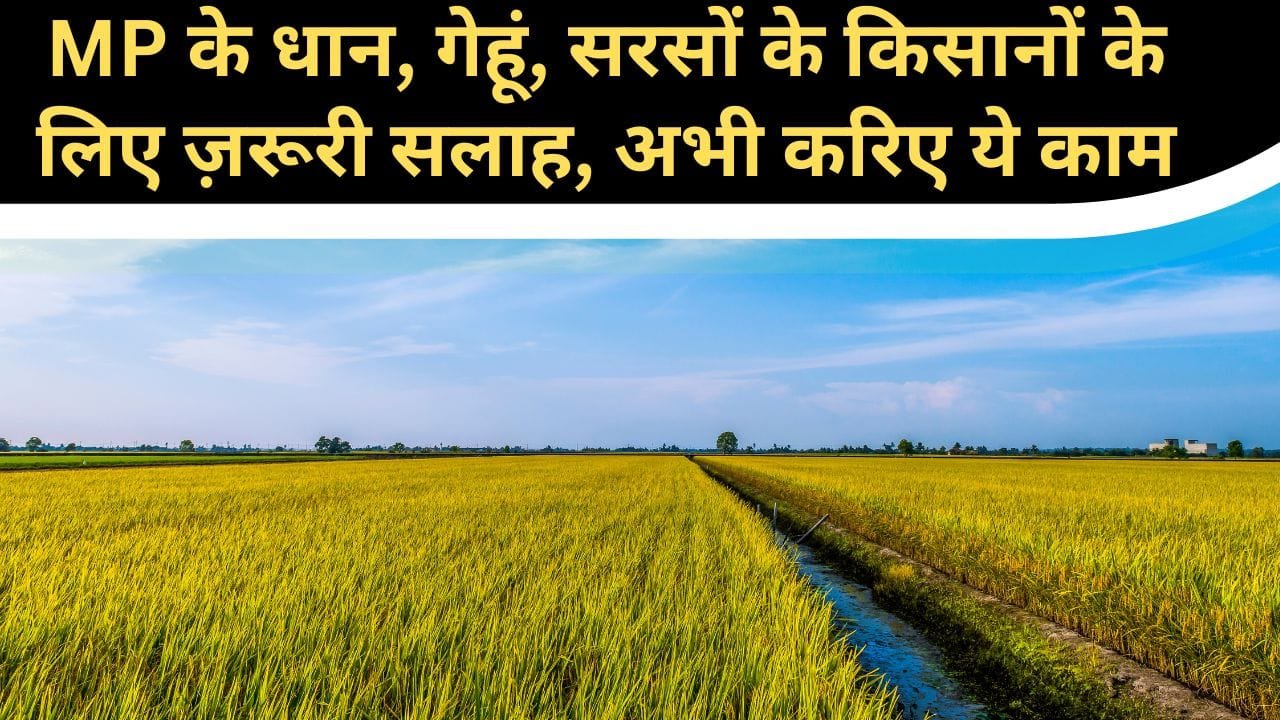 MP के किसानों के लिए सलाह