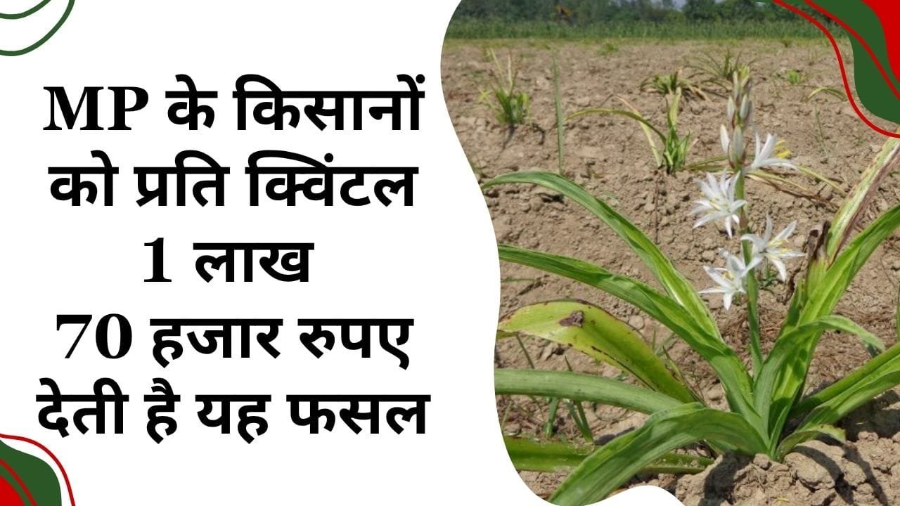 औषधीय फसलों की खेती में किसानों को फायदा