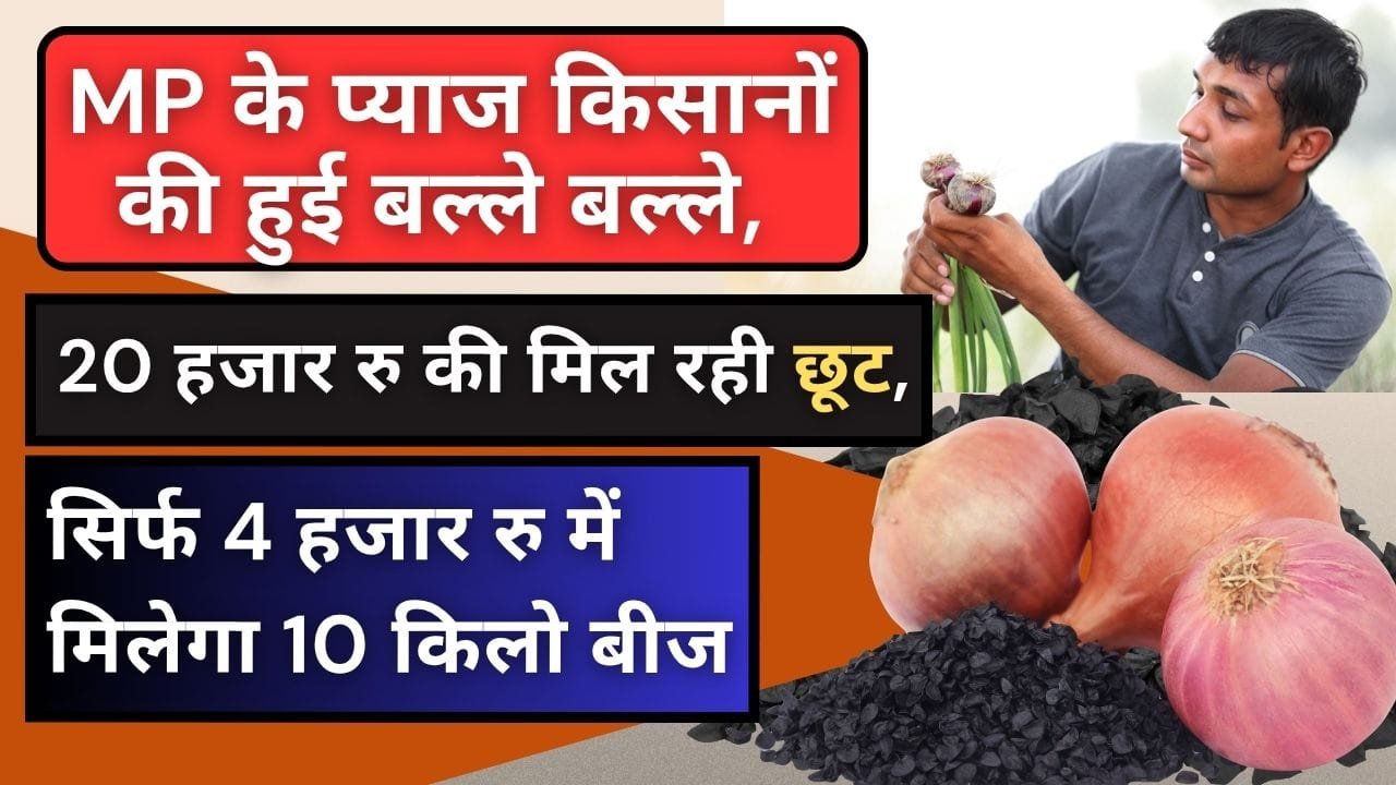 प्याज के बीजों पर सब्सिडी