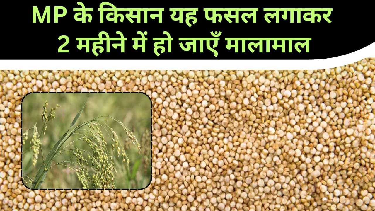 चीना की खेती में फायदा