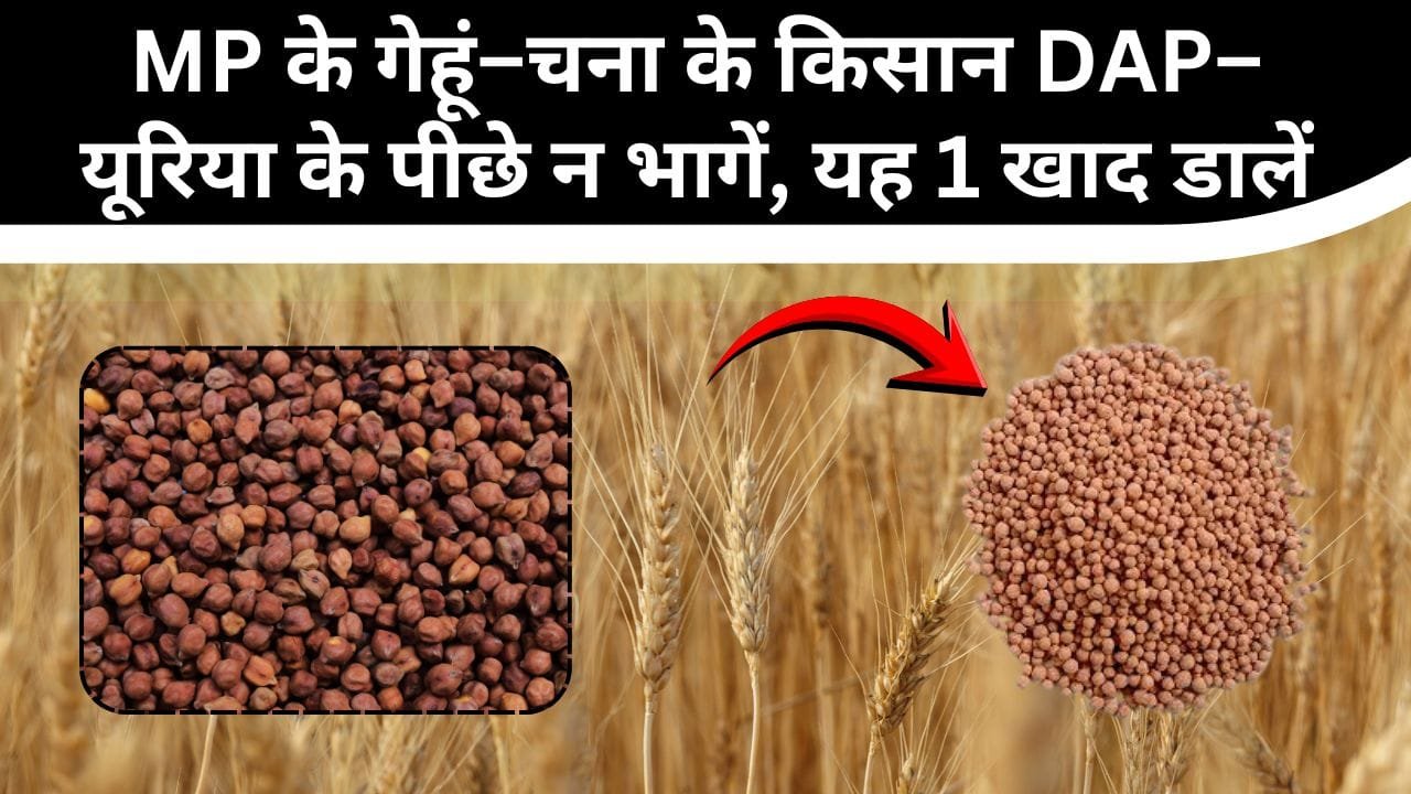 डीएपी–यूरिया न मिले तो कौन-सी खाद डालें किसान?