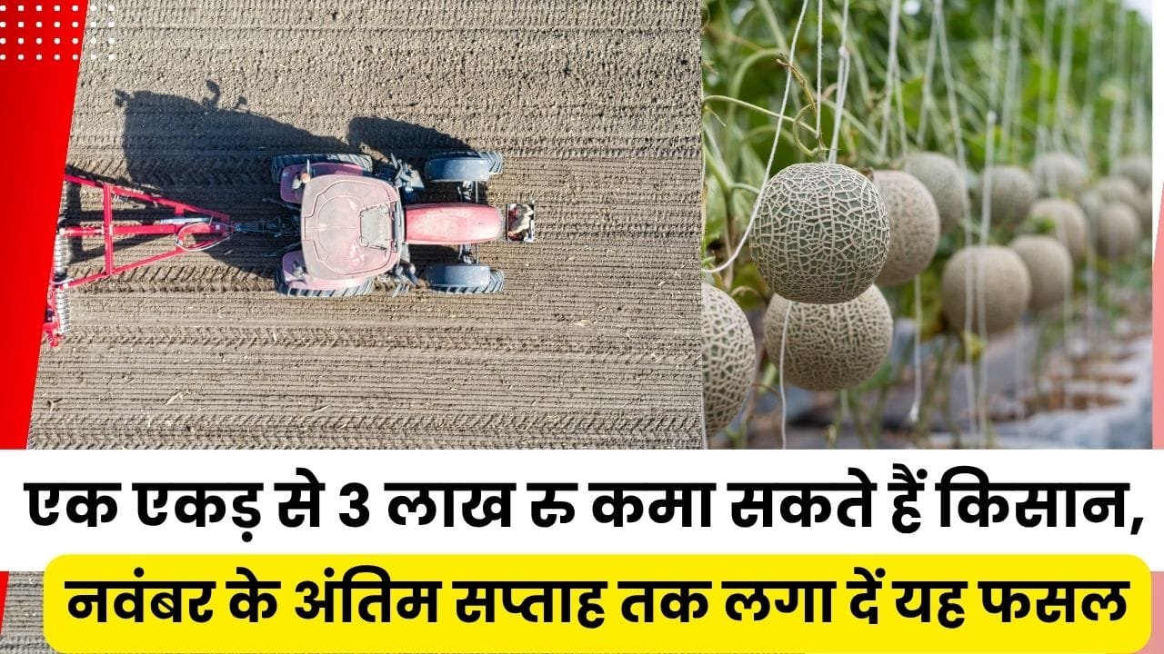 नवंबर-दिसंबर में इस खेती से मिलेगा ज़्यादा मुनाफा