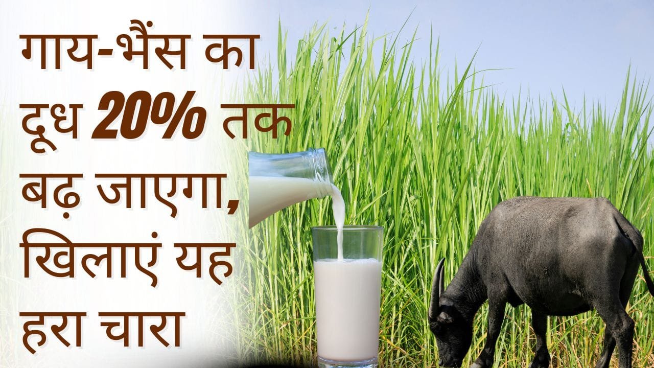 गाय-भैंस का दूध बढ़ाने वाले चारे का नाम