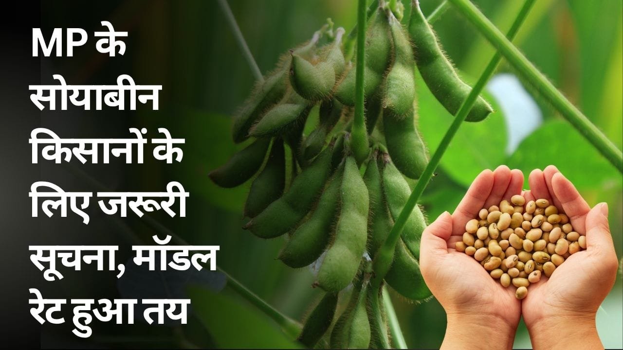 MP में सोयाबीन का मॉडल रेट