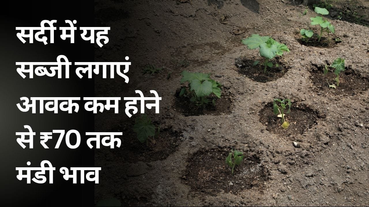 नवंबर-दिसंबर में सब्जी की खेती