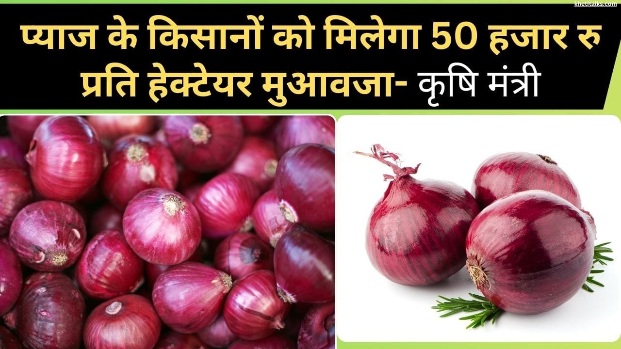 प्याज के किसानों को मिल रहा मुआवजा