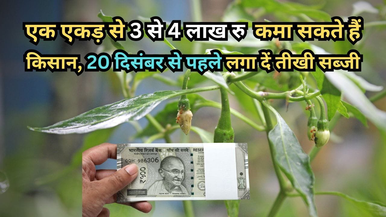रबी सीजन में हरी मिर्च की खेती