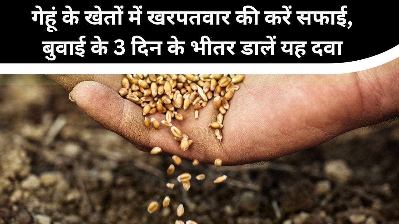 गेहूं के खेतों में खरपतवार