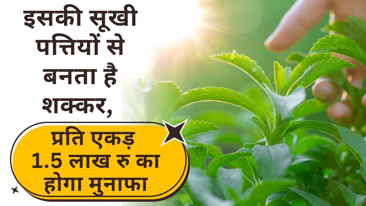 स्टीविया की खेती में कमाई