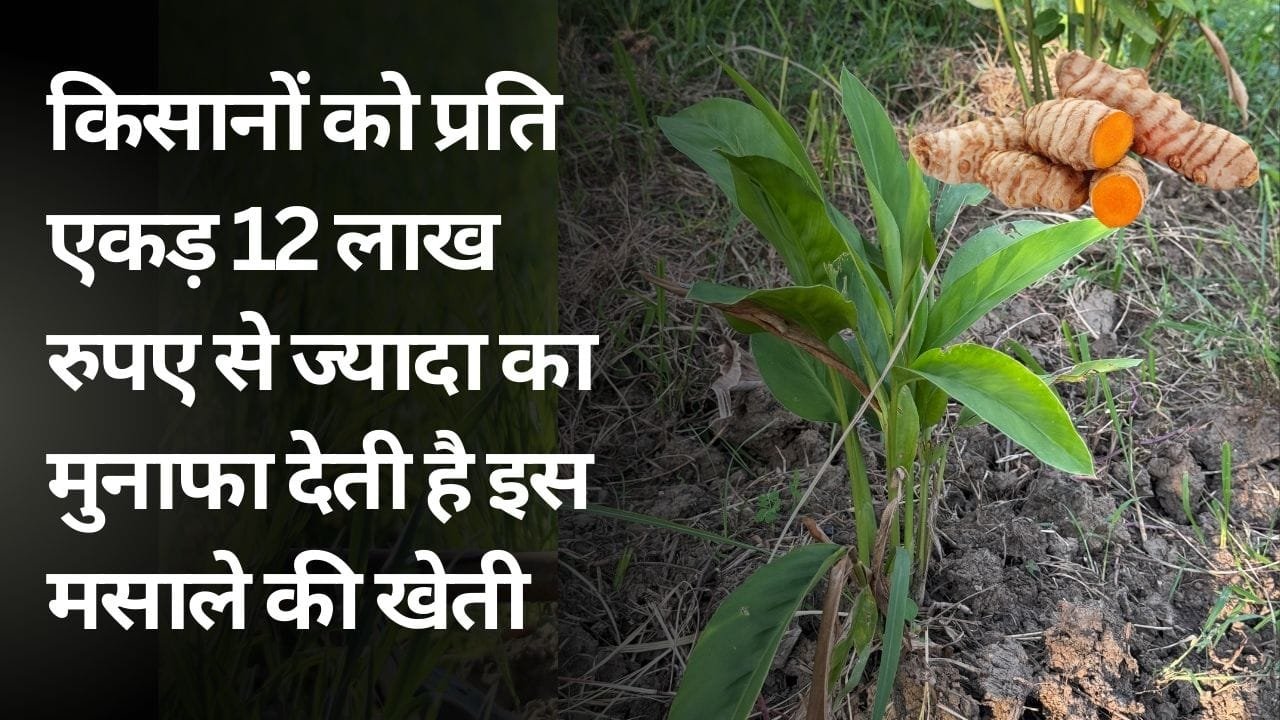 मसाले की खेती